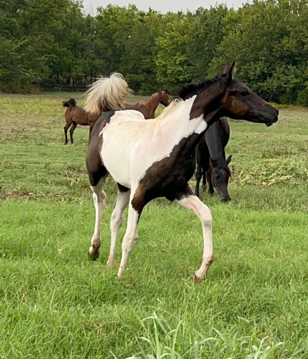 Silver Plains Rasha