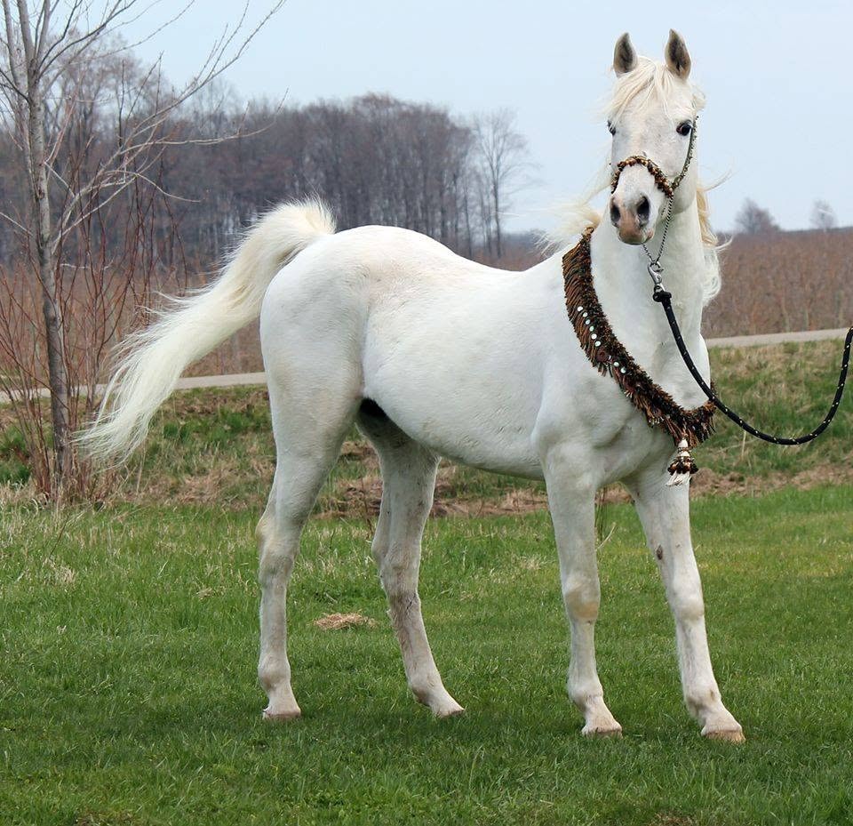 Heartland Ibn Faris