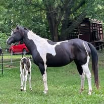 Silver Moon Layla